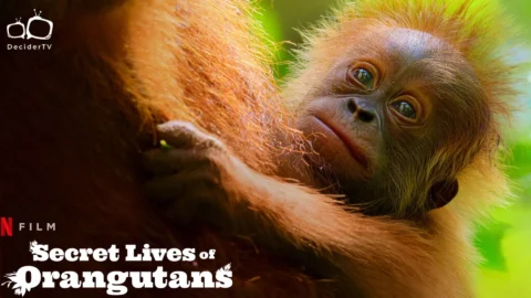 Secret Lives of Orangutans