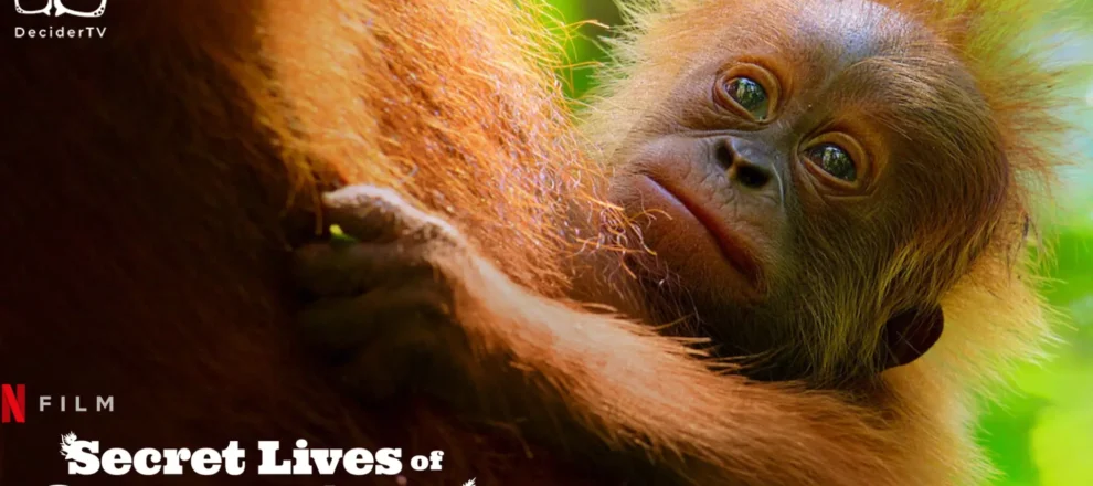 Secret Lives of Orangutans